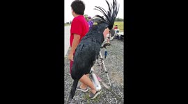 Huge cockatoo with epic mohawk impresses onlookers