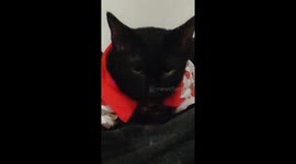 Cat looks like the personification of evil while rapidly flicking out its tongue