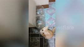 Protective pet cat refuses to let human near bottle full of coins