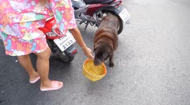 Helpful pet Labrador carries donation basket around local market