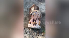 Hungry hippo munches on vegetables at zoo