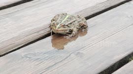 Frog in Paris suburb, Bois d'Arcy, France. 12 sept 2023