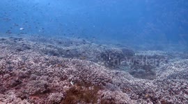 Divers swim in close proximity to one of the most venomous sea snakes on Earth