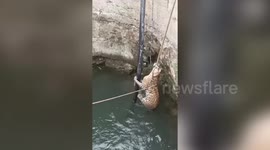Officials use ropes to haul leopard out of deep well in India