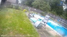 Police rescue a terrified baby deer trapped in a backyard pool