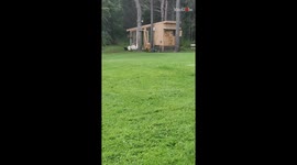 'Look at them!' - Cute pet dog has a fun play date with the farm turkeys