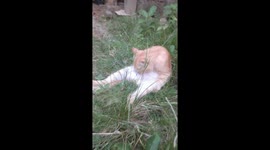 The activity of an orange Angora cat playing behind the house