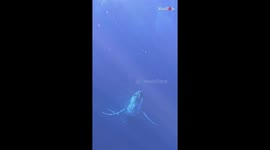 Diver captures magnificent sight of 2 incredible male escort whales competing for a female's love