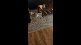 'What did you do?' - Toddler creates a mess for mom with tissue roll in the house