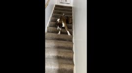 This dog hasn't quite found out how to properly descend stairs
