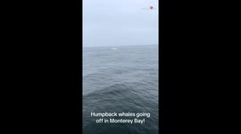 Humpback whales turn into showoffs while delighting tourists in Monterey Bay