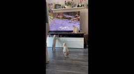Meow-dorable kittens turn into hunters to catch the bird flying freely on TV screen