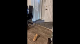 Woman's delightful puppy surprise turns mother-in-law into a full-of-life kid