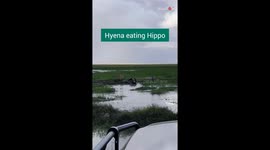Up-close shot of hungry Hyena preparing to enjoy a Hippo-licious lunch