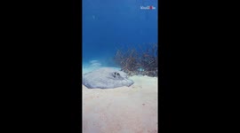 A breath-taking capture of the thorny Stingray in an Opal Reef *Incredible Video*
