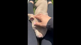 Dog Impersonates a Small Shark