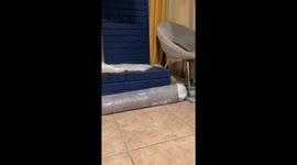 Sancho The Iguana Climbs Against All Odds