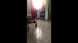 Jamaican Mongoose Invades Through The Window