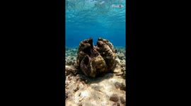An incredible underwater shot of a gigantic clam in a reef *Wonders of ocean*