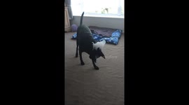 Cute dog delights everyone when owner puts soap foam on its head *Wholesome*