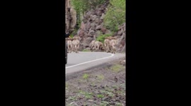 Ram Herd Blocks Traffic in Yellowstone National Park