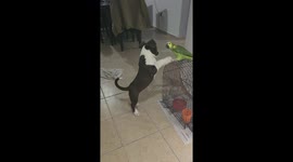 Pup and Parrot Play