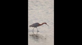 Super chill Reddish Egret delights bystander by skillfully catching a giant fish