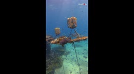 Reef guru stumbles upon a magnificent Coral Nursery during underwater adventure