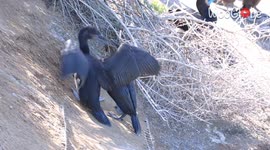 Brandt's Cormorant momma gives chick some 'tough love' while feeding it
