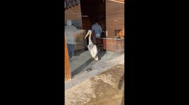 Pelican Stands In Line To Get Fish