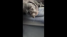 Labrador Long Drool Champion