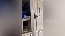 Mouse's head pokes out of worker's locker keyhole