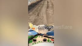 Fearless pet cockatiel rides in front of moving motorcycle