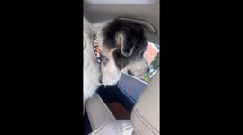 Ritchie Sees a Turtle for the First Time