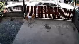 Pet owner climbs over gate to escape from clingy Golden Retriever