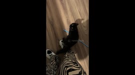 He Couldn't Quite Reach That High Note