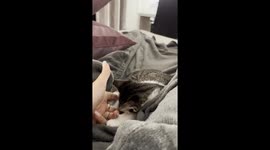 Kitten Sleeps Deeper Than The Mariana Trench