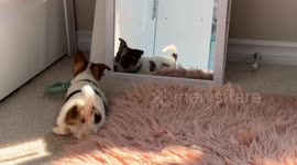 Our chihuahua/corgi puppy plays with her reflection in the mirror for the first time! TOO CUTE!