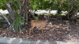 Florida Key Deer hanging out in Big Pine Key rear of Winn Dixie Supermarket