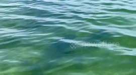 A family of Dolphins swimming under our boat in Key Largo, Florida