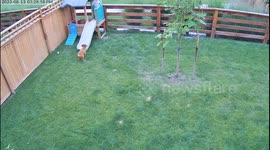 Security Camera Captures Slide Zoomies and the Sweetest Laugh