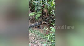 Ravenous wild monitor lizard tears apart fish for lunch