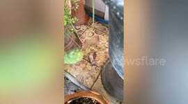 Newborn kitten seprated from mother and wandering aimlessly in woman's garden rescued