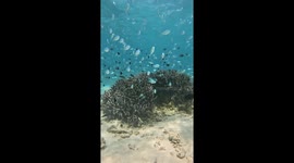 A soothing video of the Blue tangs swimming about their coral home *Underwater Life*