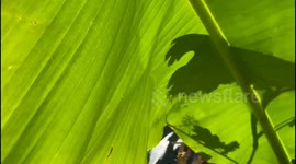 Banana bonanza sprouts in London back garden “due to climate change”