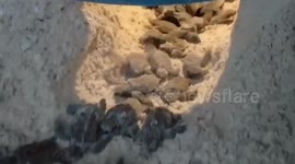 Dozens of endangered Hawksbill sea turtles successfully hatched on Thai island