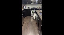 Brave Bull Terrier confronts fake cat: hilarious backing showdown!