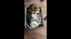 Pet Beagle puppy looks so comfortable sleeping in his chewed-up old tray