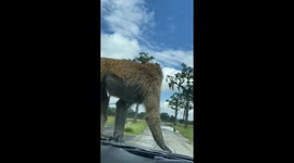 Cheeky Baboon casually pees on tourists' car during their safari escapade