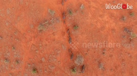 An elephant herd navigating through an arid landscape in search of food and water